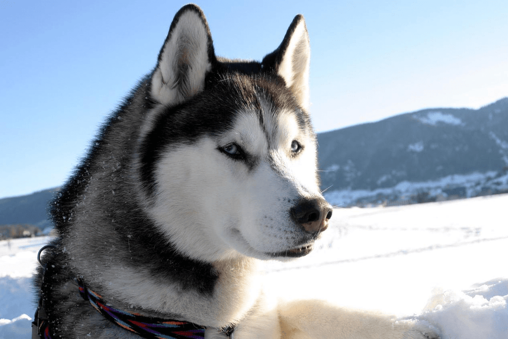Schneespaziergänge: Must-Have Winterausrüstung für Hundeeltern! - FitVilleDE